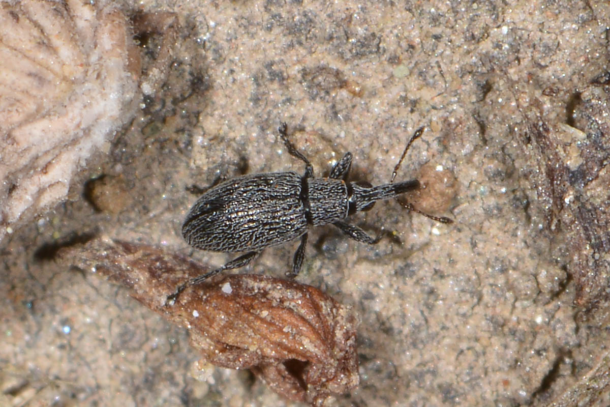 Apionidae:  Catapion sp? Si. Catapion seniculus